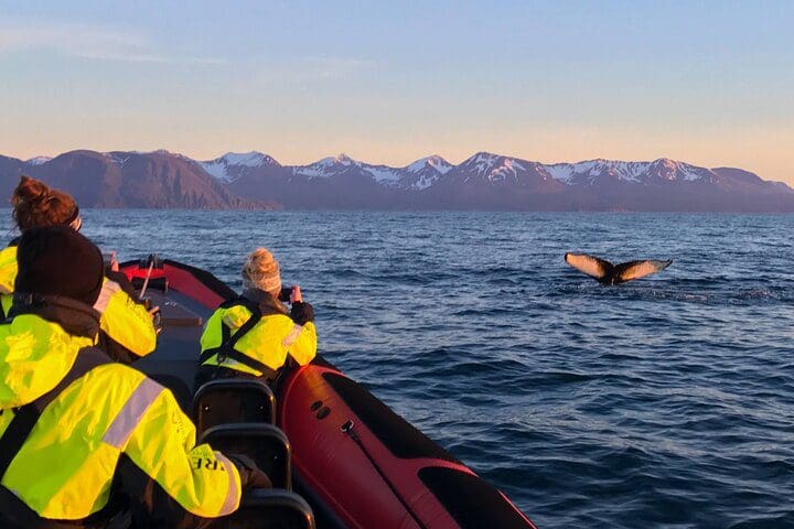 People peer out of a boat at a whale tale above the water on a Big Whales & Puffins RIB Boat Tour, one of the best Iceland tours with kids.