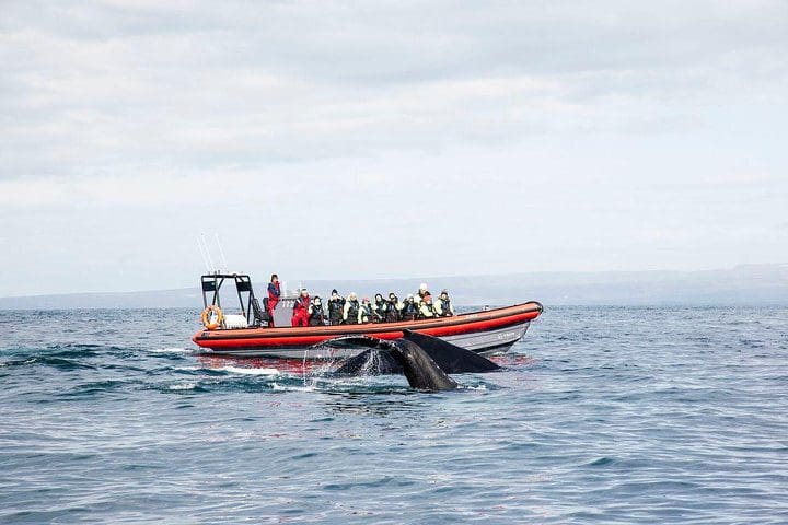 A boat moves through the water on a Big Whales & Puffins RIB Boat Tour, one of the best Iceland tours with kids.