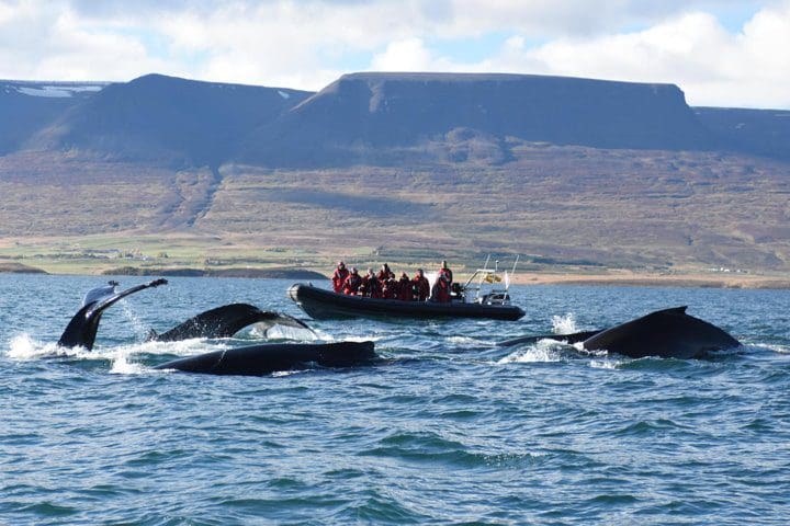 A boats moves through the water surrounded by whales, while people onboard enjoy the Express Whale Watching by RIB boat from Akureyri.