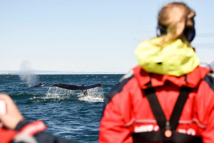 People watch a whale, while on the Express Whale Watching by RIB boat from Akureyri.