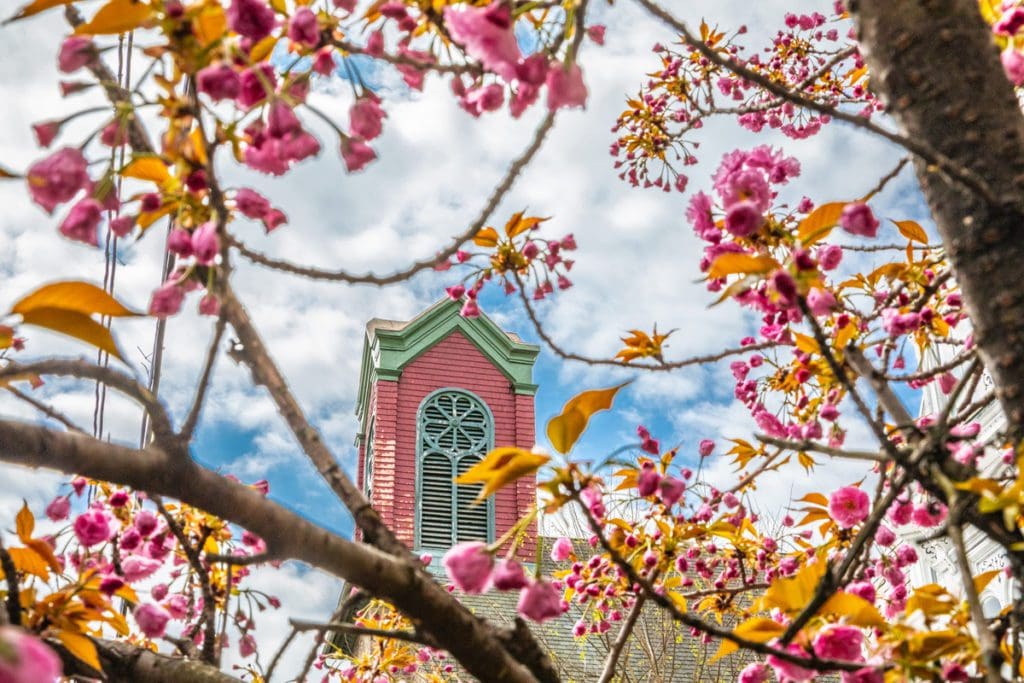 A beautiful view of a pink building in New Hope, viewed through flowers.