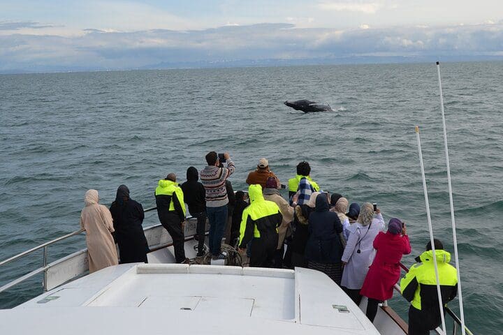 People watch a whale from the front of a yacht, while on the Whale Watching & Dolphin Yacht Cruise, one of the best Iceland tours with kids.