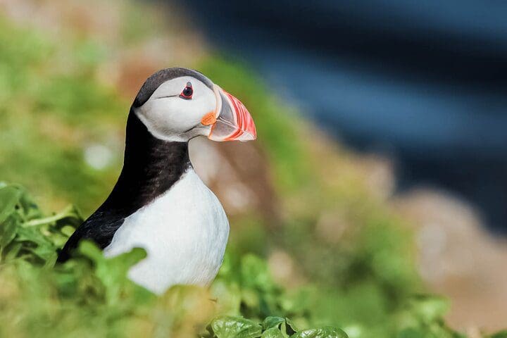 A puffin, as seen on the Whales and Puffins Tour from Husavik, one of the best Iceland tours with kids.