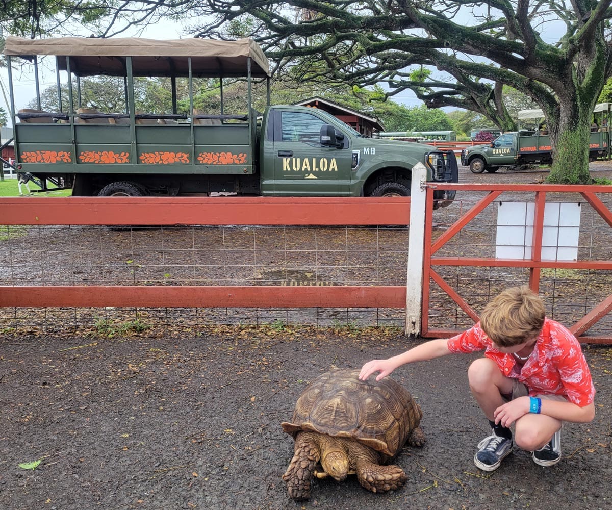 A young boy pats a tortoise, while visiting Kualoa Ranch & Private Nature Reserve with his family.