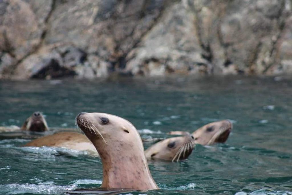 Seals swimming in the water near the Inian Islands in Alaska.