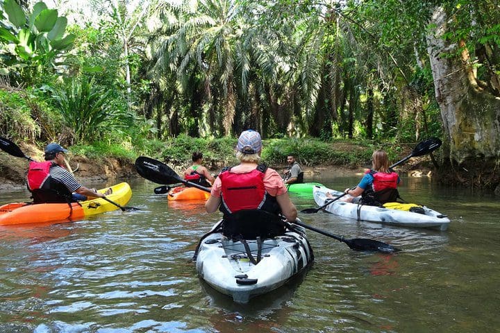 Several kayakers paddling around on the Mangrove Kayak Tour.