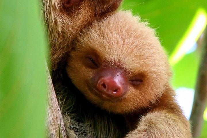 A sloth, as seen on the Manuel Antonio Park Nature Guided Tour.
