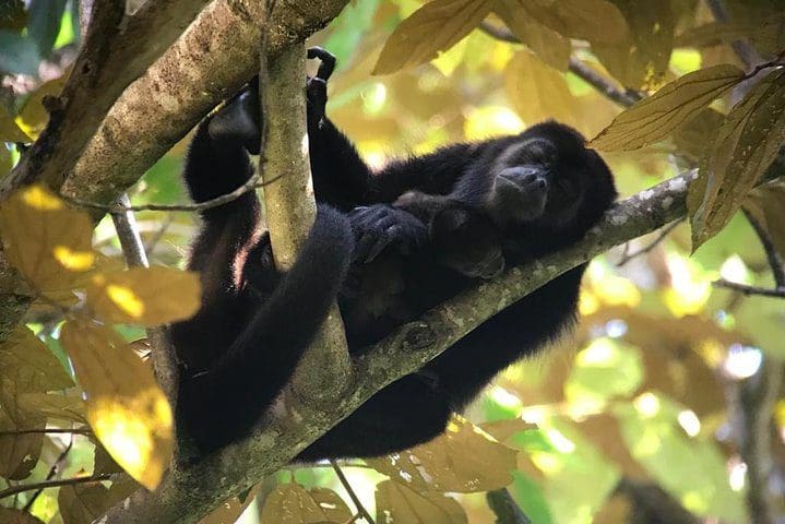 A monkey, as seen on the Manuel Antonio Park Private Nature Guided Tour Experience.