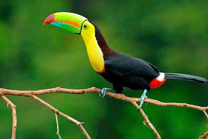 A colorful bird, as seen on the 1-Hour Private Sloth Tour in the Rainforest from Costa Rica.