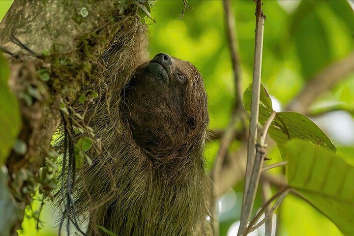 A sloth in a tree, as seen on the 1-Hour Private Sloth Tour in the Rainforest from Costa Rica.