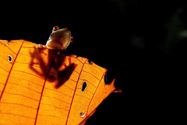 A frog on a leaf, as spotted on the Rainforest Night Walk and Authentic Costa Rican Dinner from La Fortuna.