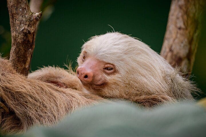 A sloth, as seen on the Rio Celeste Hiking, Sloth Sanctuary & Llanos de Cortes Waterfall Tour.