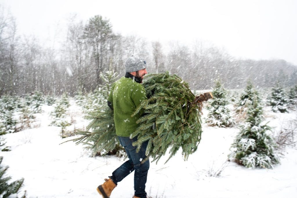 A man walks through a Christmas tree farm holding a freshly cut tree in Maine.