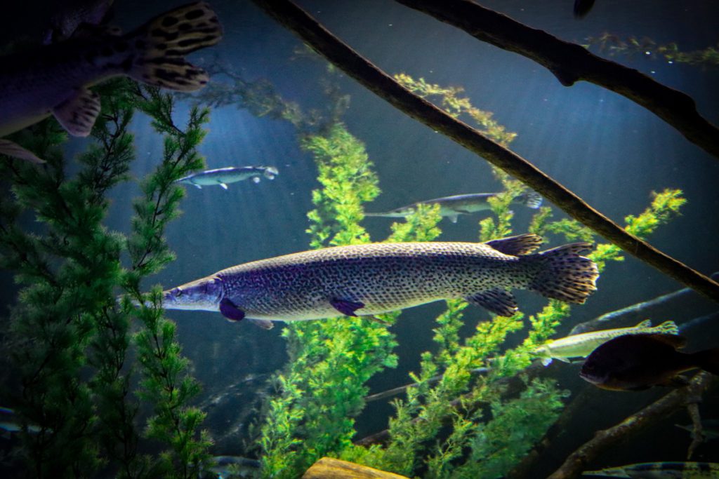 A large fish swims in an aquarium exhibit at SEA LIFE.