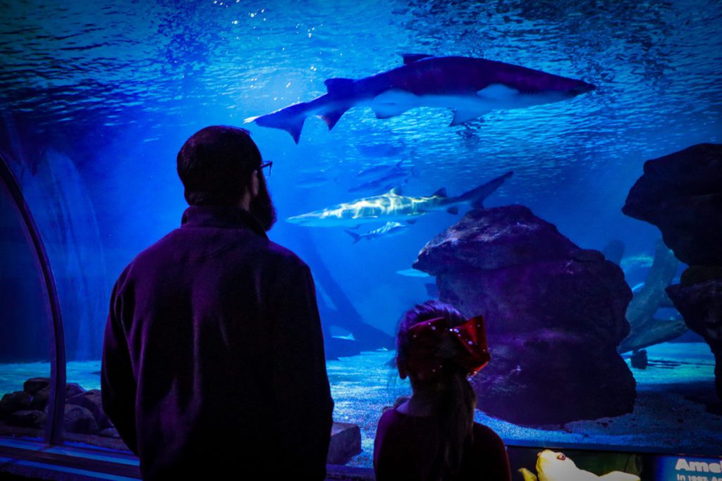 A man and his young daughter look at fish at SEA LIFE in the Mall of America.