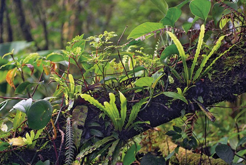 A view of the Monteverde Cloud Forest Biological Reserve, one of the best places to visit in Costa Rica with kids.