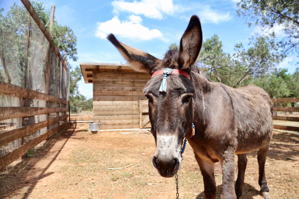 A donkey at the on-site farm at the Margi Hotel in Athens. It's one of the best hotels in Athens for families!