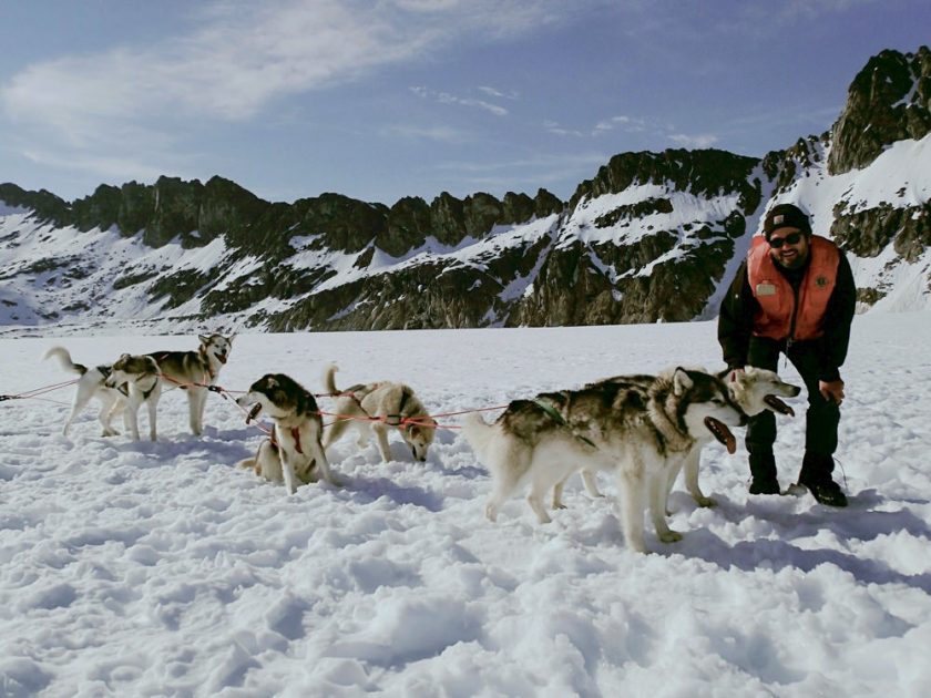 A musher with huskies in Alaska for a dog sledding excursion. 