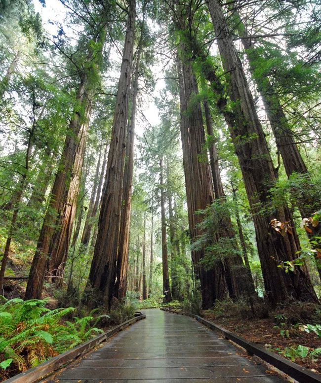 A view of the towering trees at Muir Woods. 