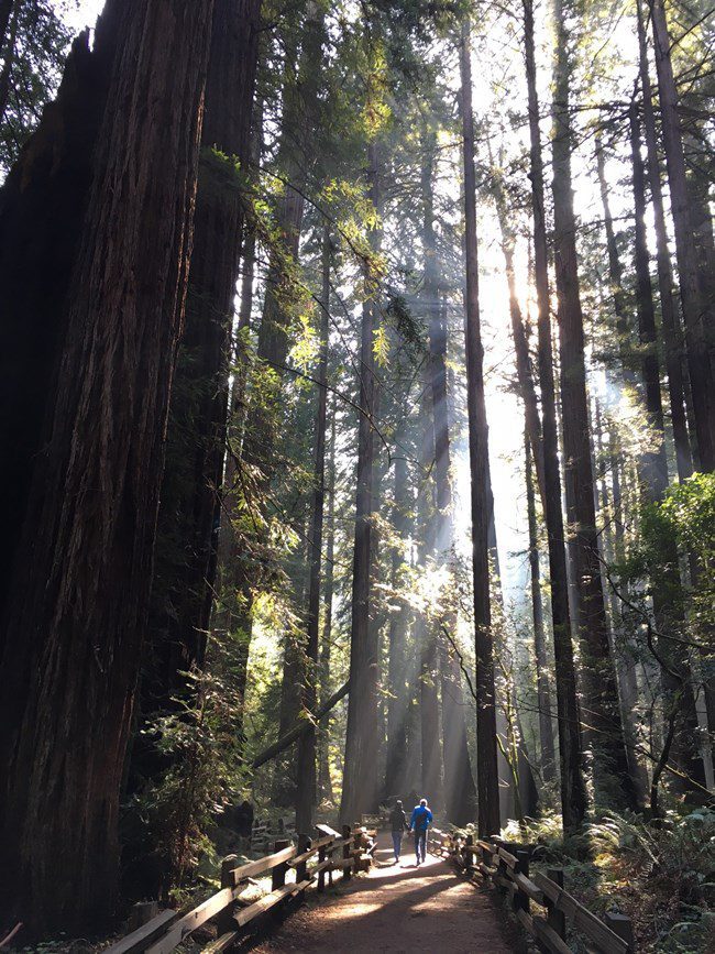 A view of the towering trees at Muir Woods near San Francisco. 