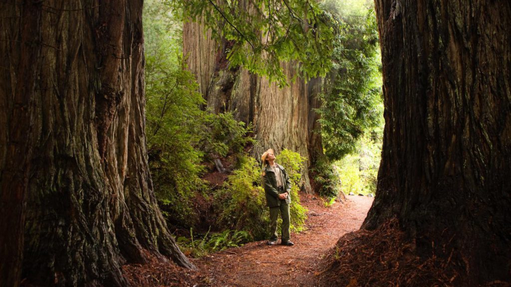 A hiker looking up at the Redwood trees in Redwood National Park in California.