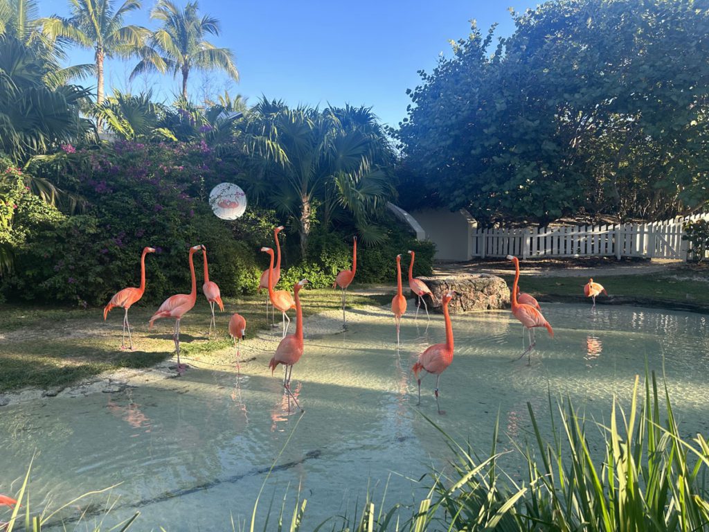 Flamingos on the grounds of the Baha Mar Resort in The Bahamas. 