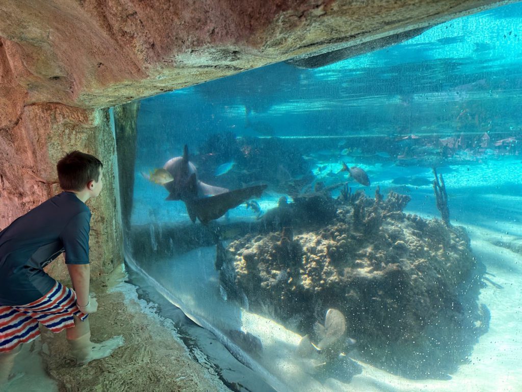 A boy looking at ocean life at Baha Mar Resort in the Bahamas -- it's a great place for families! 