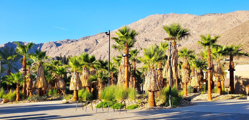 A view of Palm Grove in downtown Palm Springs, one of the best places to visit in California with kids.