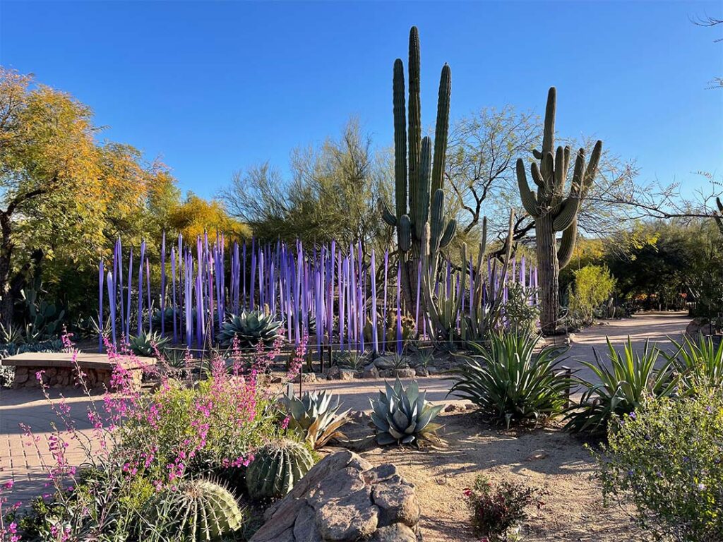 Cacti and wildflowers at the Desert Botanical Gardens in Phoenix, Arizona. It's one of the best places to visit on a Phoenix itinerary for families. 